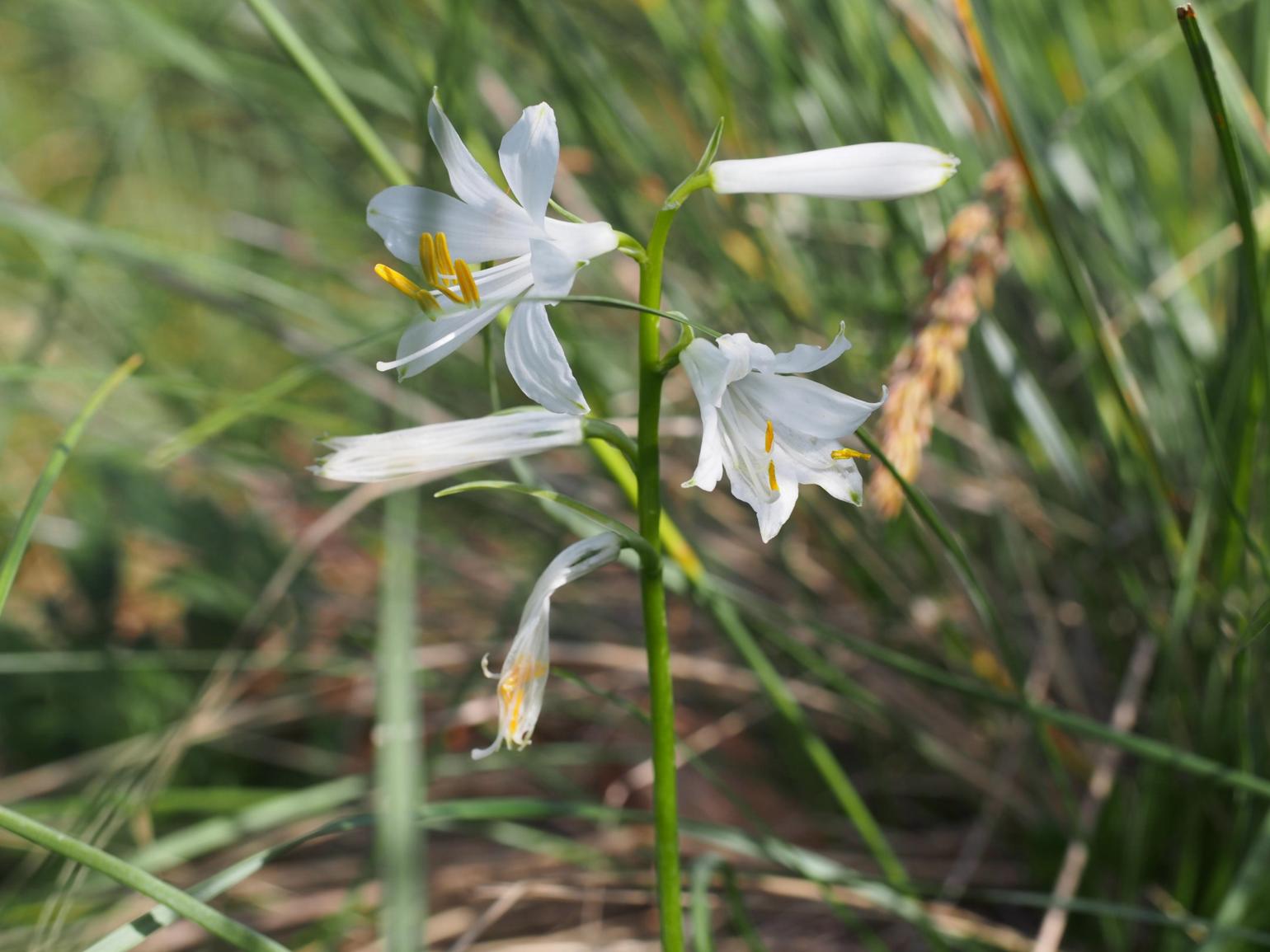 St.Bruno's Lily